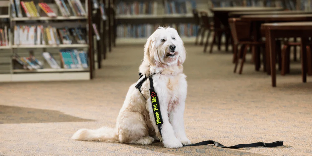 A picture of a therapy dog sat in a library wearing a please pet me lead