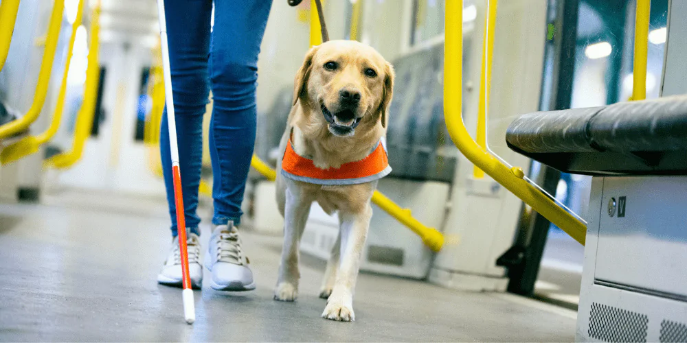 A picture of an assistance dog leading their blind owner along the tube