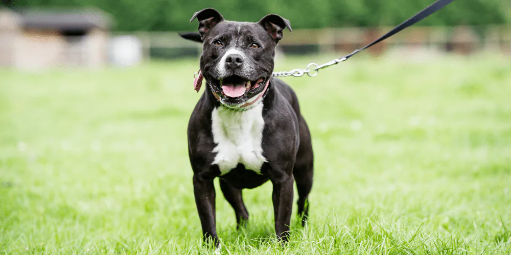 A picture of a Staffordshire Bull Terrier walking in a park