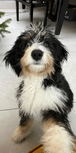 A picture of a 4 month old Bernedoodle puppy in the house