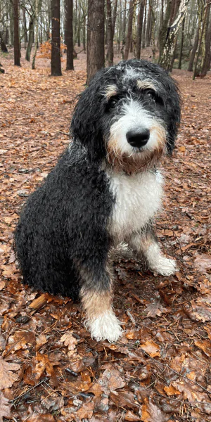 A picture of a 5 month old Bernedoodle puppy in the woods