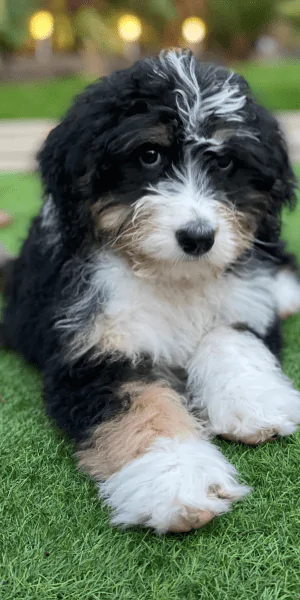 A picture of a 2 month old Bernedoodle puppy