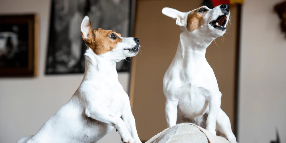 A picture of two Jack Russells barking for attention