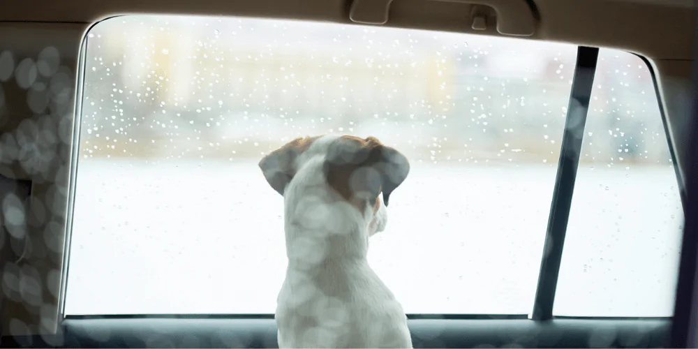 A picture of a Jack Russell Terrier looking out of the car