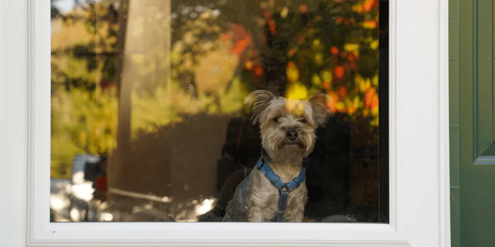 A picture of a Terrier wearing a harness, looking out of the front of the house