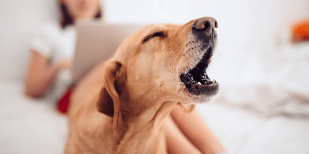 A picture of a Labrador barking while its owner sits behind them on the bed