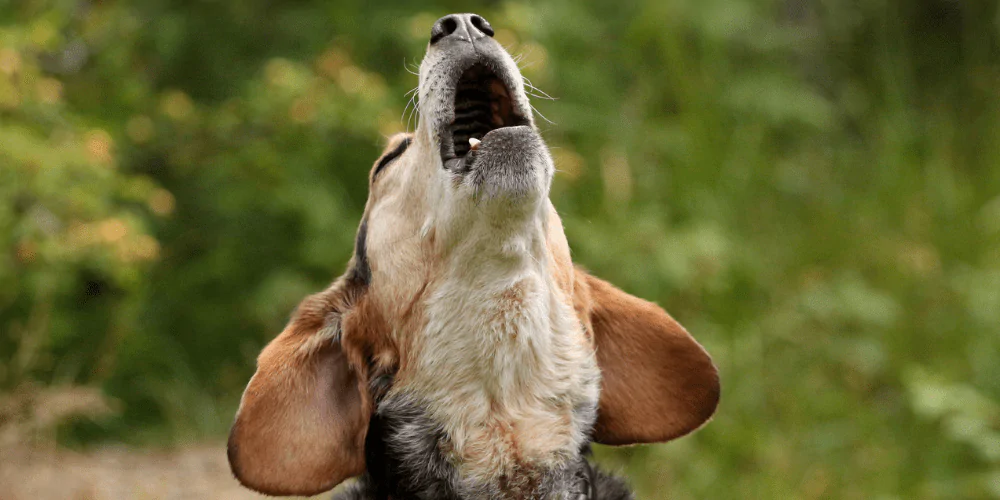 A picture of a Beagle barking in the garden