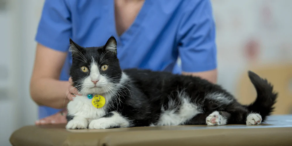 A picture of a Tuxedo cat lying on a vet table