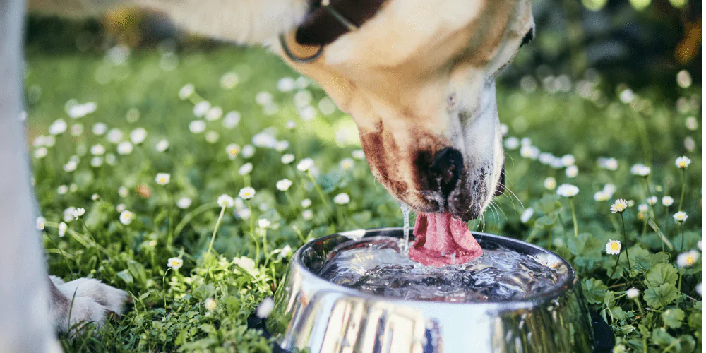 A picture of a Retriever drinking from a bowl outside