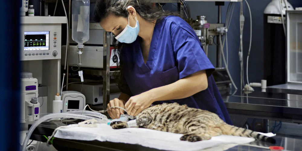A picture of a vet surgeon sedating a tabby cat