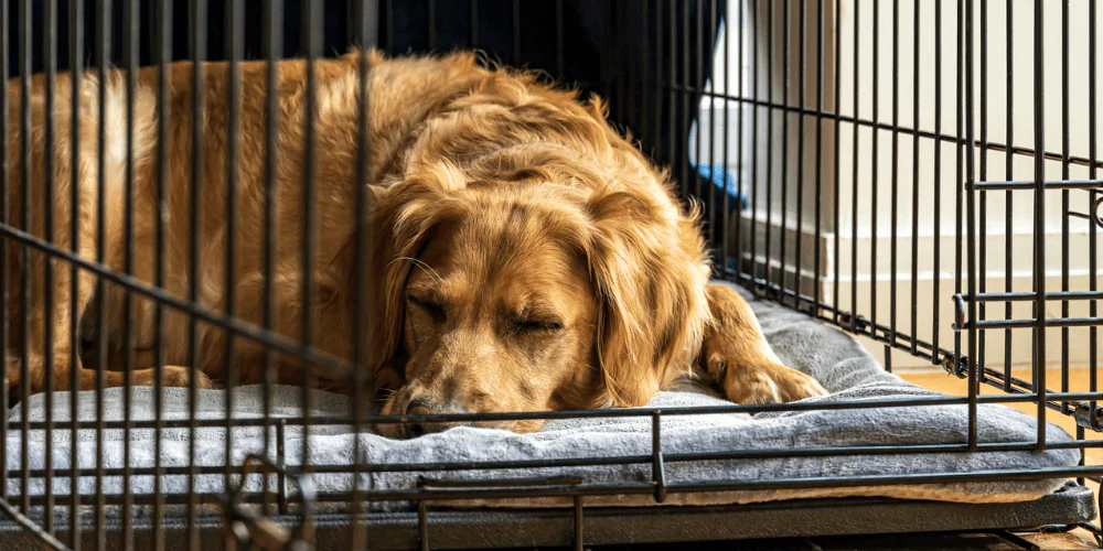 A picture of an older Golden Retriever sleeping in its crate