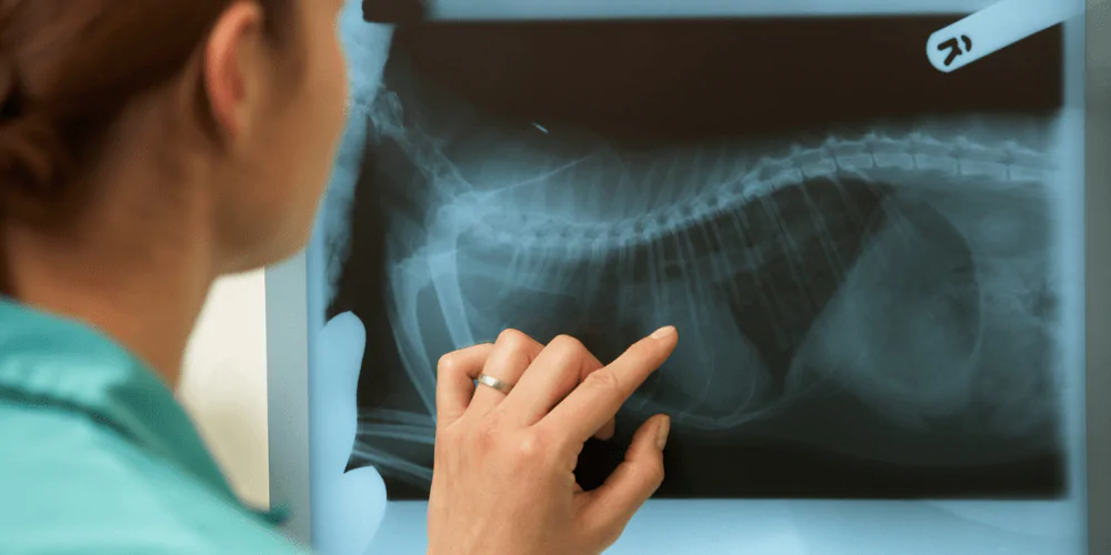 A picture of a vet looking at an x-ray