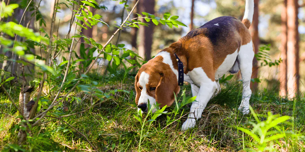A picture of a Beagle exploring in the woods