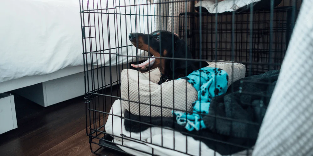 A picture of a Dachshund yawning in its crate