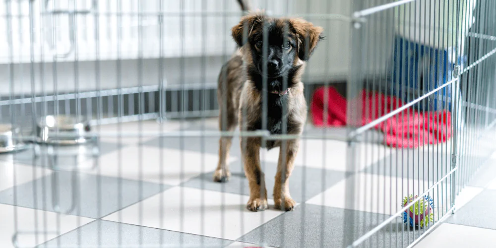 A picture of a mixed breed dog standing in its puppy pen
