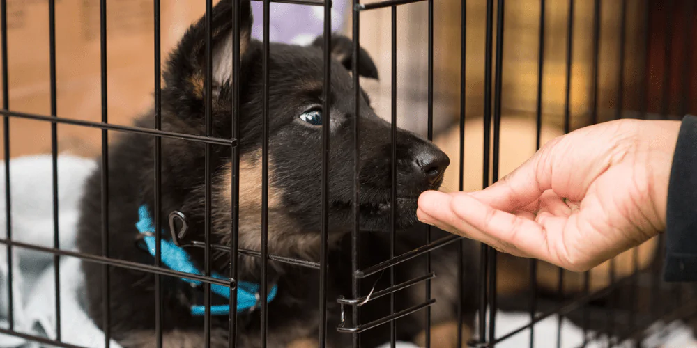 A picture of a German Shepherd puppy being fed treats through the bars of their crate