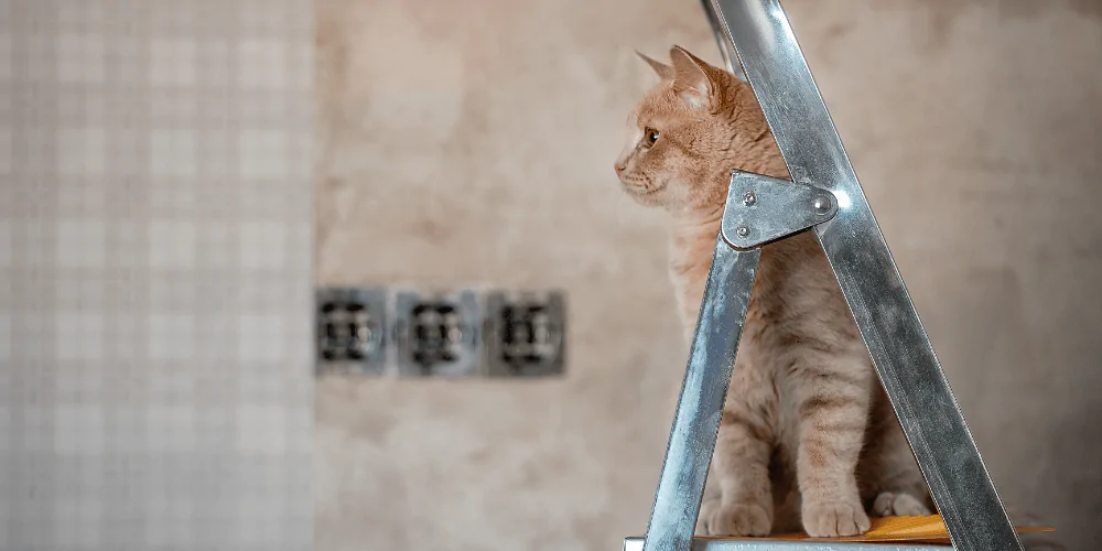 A picture of a ginger short haired cat sitting on a decorator's ladder
