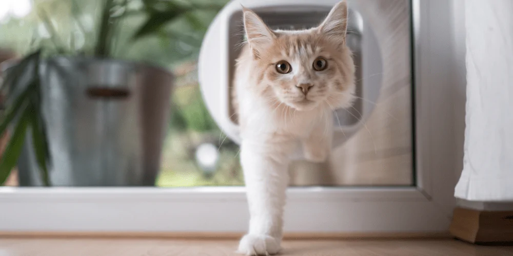 A picture of a white long haired cat walking through a cat flap