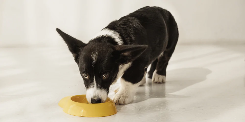 A picture of a Corgi puppy eating out of their food bowl