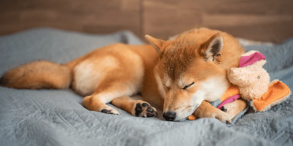 A picture of a tired Shiba Inu puppy cuddling a toy