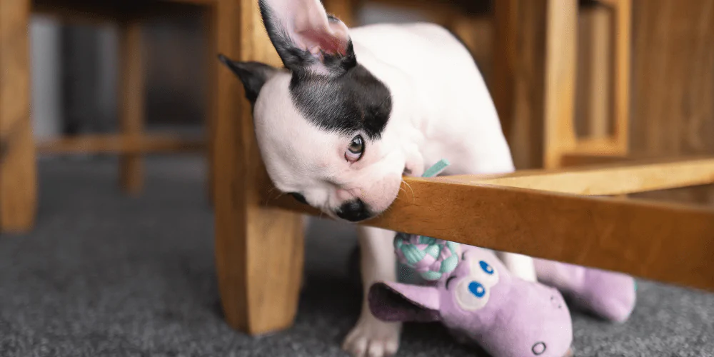 A picture of a Boston terrier biting a dining chair leg