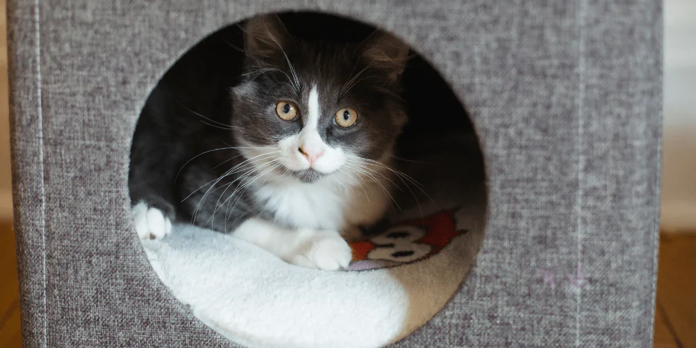 A picture of a grey and white long haired cat hiding in a cat box bed