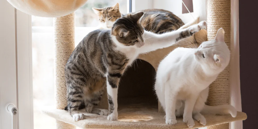 A picture of a tabby cat reaching out to bat a white cat