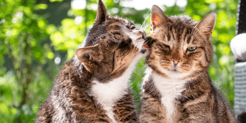 A picture of a tabby cat grooming the face of another tabby cat