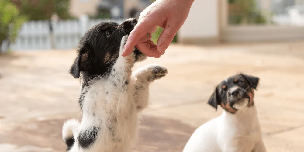 A picture of a Spaniel puppy mouthing their owner's hand