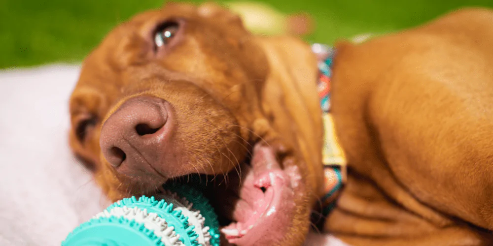 A picture of a Vizsla puppy chewing a puppy mouthing toy