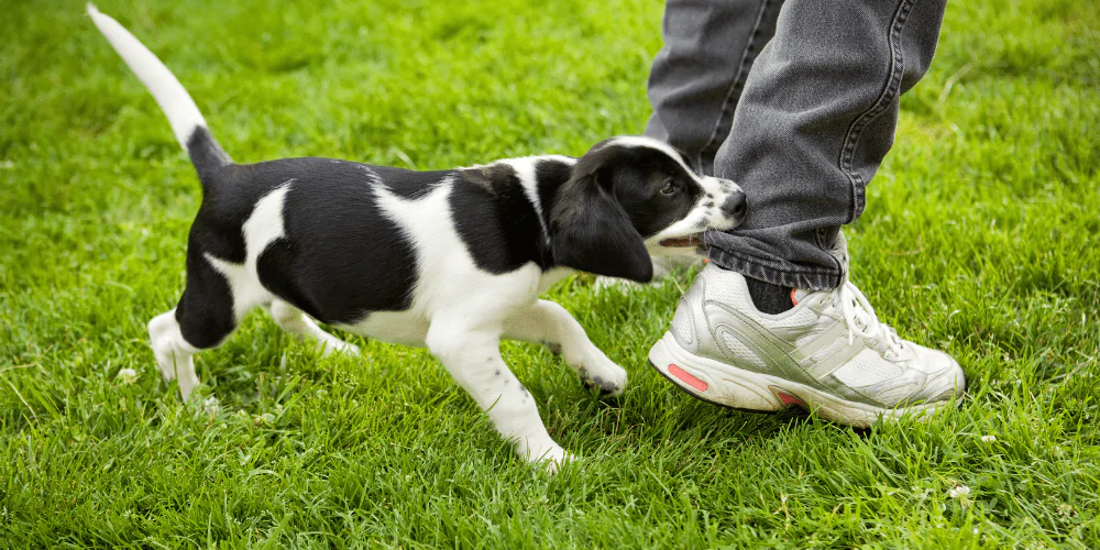 A picture of a Spaniel puppy biting their owner's jeans
