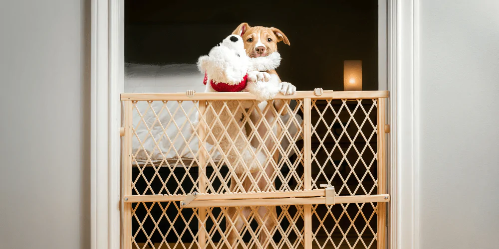 A picture of a mixed breed puppy holding a toy behind a puppy gate