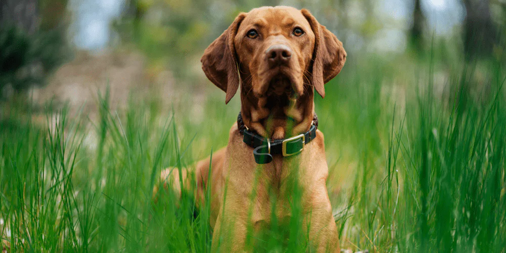 A picture of a dog sitting in a field of long grass