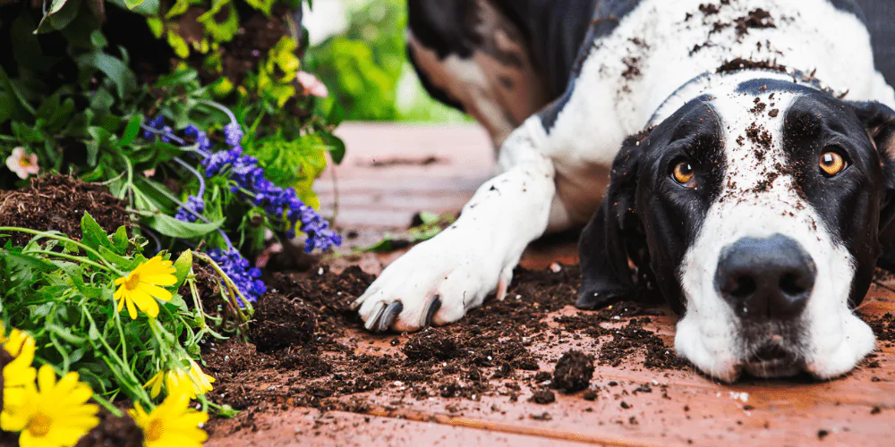 A picture of a Great Dane lying next to dug up flowers