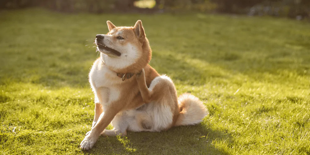 A picture of a Shiba Inu with hayfever scratching