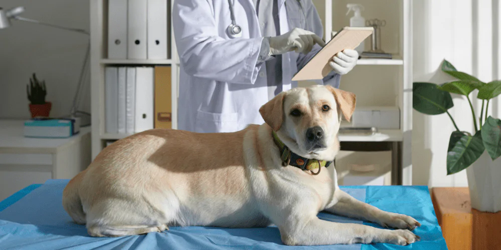 A picture of a male Labrador lying on a table in the vets