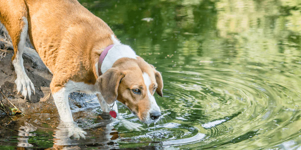 A picture of a mixed breed dog drinking from a river