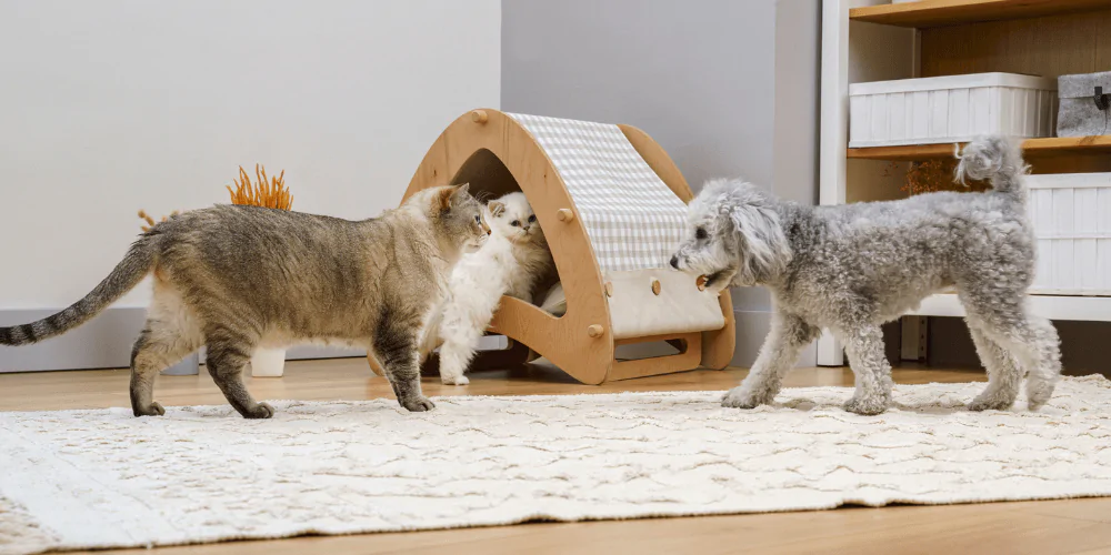 A picture of a Poodle cross dog and two long haired cats interacting together in a living room