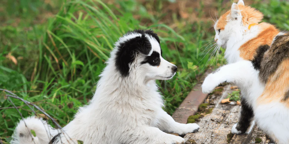 A picture of a black and white fluffy puppy and a long haired cat playing outdoors