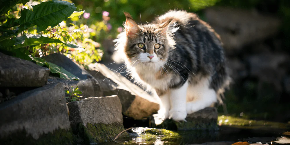 A picture of a long haired tabby cat sat by a pond