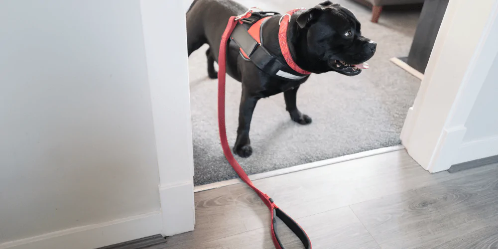 A picture of a Staffie puppy wearing a harness and lead