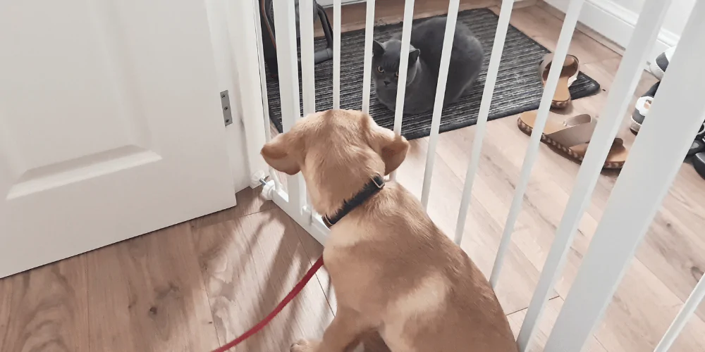 A picture of a Labrador puppy and grey cat meeting each other between a puppy gate