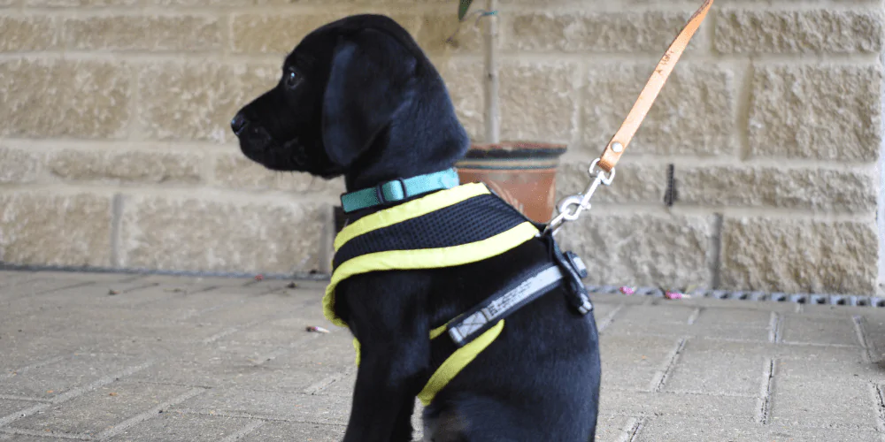 A picture of a black Labrador puppy on a short lead and harness