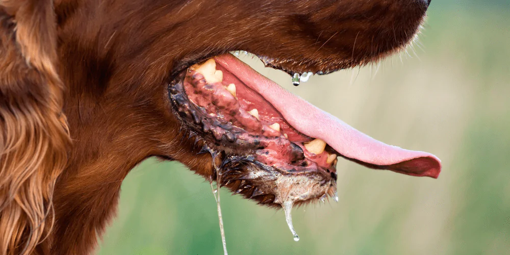 A picture of Spaniel's mouth with slobber and drool coming out