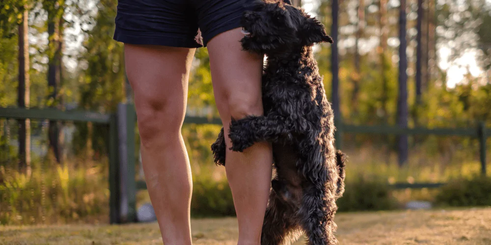 A picture of a male Terrier humping his owner's leg