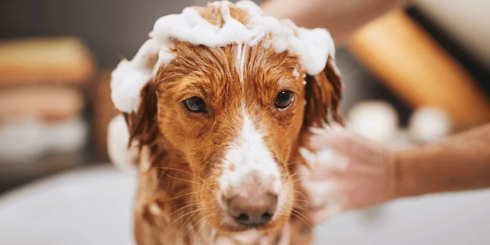 A picture of a Duck Tolling Retriever having a medicated bath for their hayfever