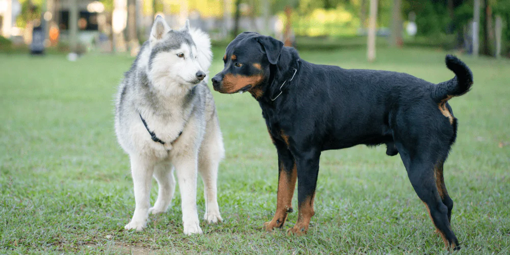 A picture of a male Rottweiler sniffing a Husky in a park