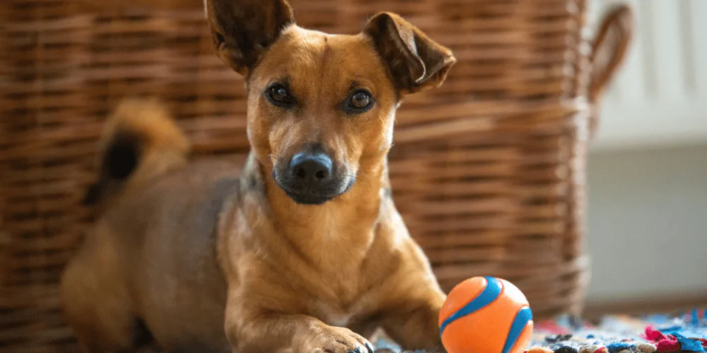 A picture of a mixed breed dog lying on the floor with and orange and blue ball