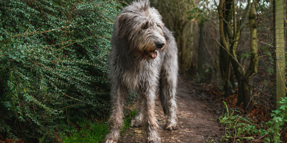 A picture of an adult Irish Wolfhound walking down a lane surrounded by trees