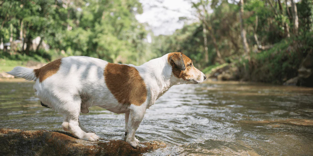 A picture of a Jack Russell Terrier standing next to a river